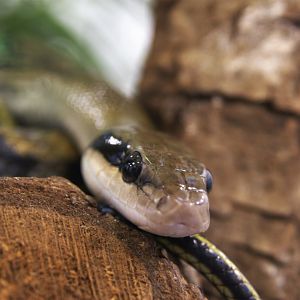 Taiwanese Beauty Snake (Elaphe taeniura friesi), 12-11-25