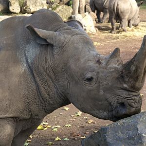 Southern White Rhino (Ceratotherium simum simum), 12-11-25
