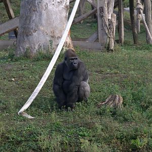 Western Lowland Gorilla (Gorilla gorilla gorilla), 12-11-25