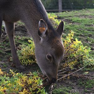 Sika Deer (Cervus nippon), 12-11-25