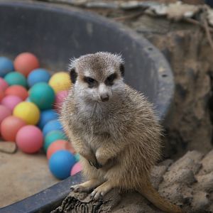 Meerkat (Suricata suricatta), 12-11-25