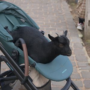 West African Pygmy Goat (Capra aegagrus f. hircus), 12-11-25