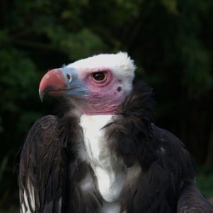 White-headed Vulture (Trigonoceps occipitalis), 12-11-25