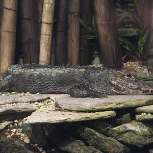 Chinese Alligator (Alligator sinensis), 12-11-25