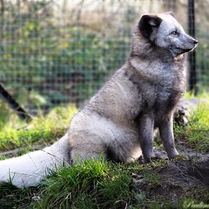 Arctic Fox 16 November 2025