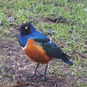 Superb Starling 16 November 2025