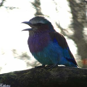 Lilac-Breasted Roller 16 November 2025
