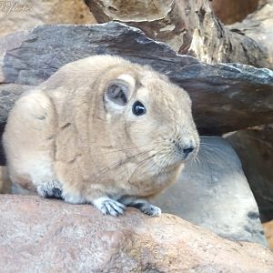 Gundi 16 November 2025