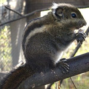 Swinhoe's Striped Squirrel 16 November 2025