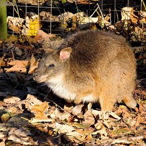 Parma Wallaby  16 November 2025
