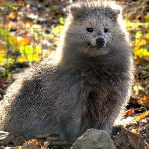 Raccoon Dog 16 November 2025