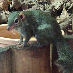 Belanger's Tree Shrew 16 November 2025