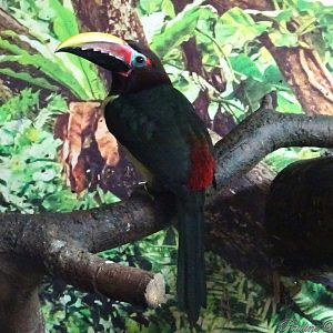 Green Aracari 16 November 2025