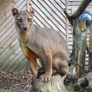 Fossa 16 November 2025
