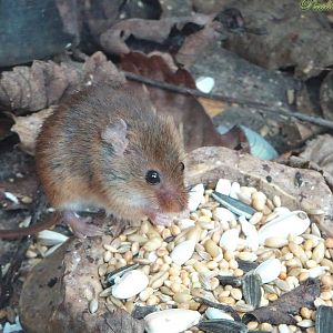 Harvest Mouse 16 November 2025
