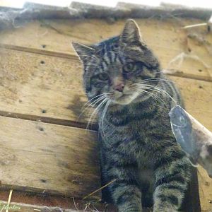 Scottish Wildcat 16 November 2025
