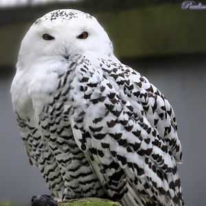 Snowy Owl 16 November 2025