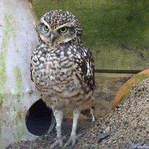 Burrowing  Owl 16 November 2025