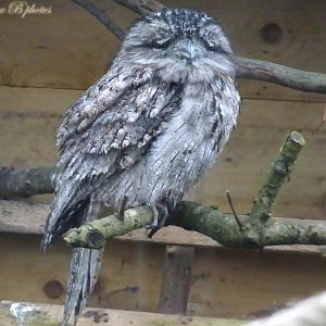 Tawny Frogmouth 16 November 2025