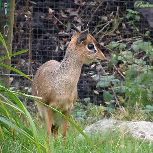 Kirk's dik-dik 16 November 2025