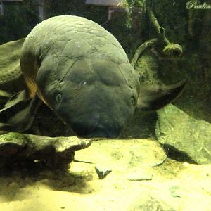 Australian Lungfish 16 November 2025