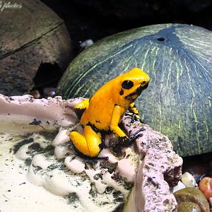 Golden Dart Frog 16 November 2025