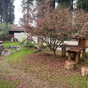 New Red Panda Habitat