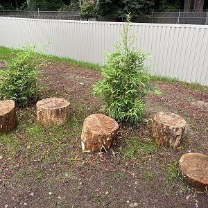 New Red Panda Habitat