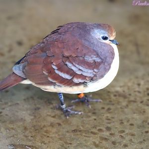Cinnamon Ground Dove 16 November 2025