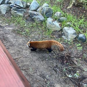 Red Panda