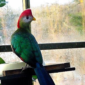 Red-crested Turaco 16 November 2025