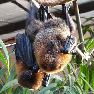 Rodrigues Fruit Bats 16 November 2025