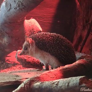 Long-Eared Hedgehog  16 November 2025