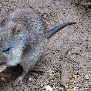 Long-Nosed Potoroo  16 November 2025