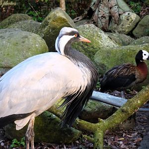 Demoiselle Crane & White Faced Whistling Duck 16 November 2025