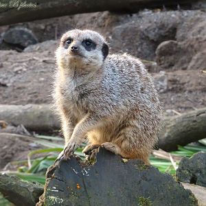 Meerkat 16 November 2025