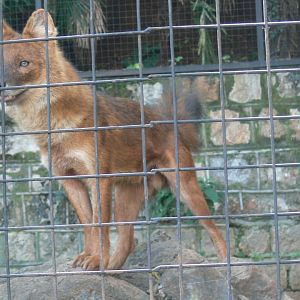 Dhole（Cuon alpinus）