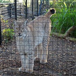 Northern Lynx 16 November 2025