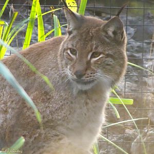 Northern Lynx 16 November 2025