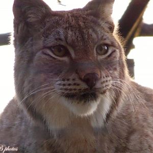 Northern Lynx 16 November 2025