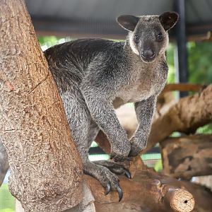 Sriayuthaya Lion Park - Grizzled Tree Kangaroo