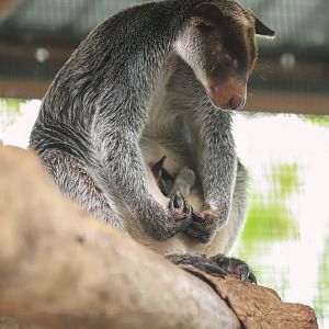 Sriayuthaya Lion Park - Grizzled Tree Kangaroo