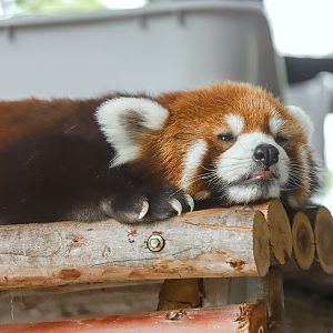 Sriayuthaya Lion Park - Red panda