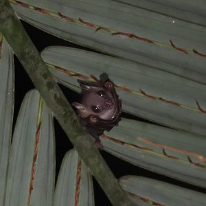 minute fruit bat (Cynopterus minutus)
