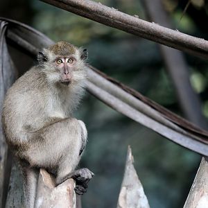 crab-eating macaque (Macaca fascicularis)