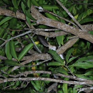Arrow Flying Squirrel (Petinomys sagitta)