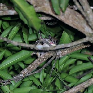 Arrow Flying Squirrel (Petinomys sagitta)