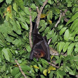 large flying fox (Pteropus vampyrus)