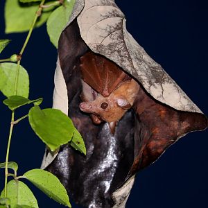 Lesser Long-tongued Fruit Bat (Macroglossus minimus)