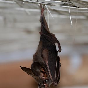 lesser false vampire bat (Megaderma spasma)